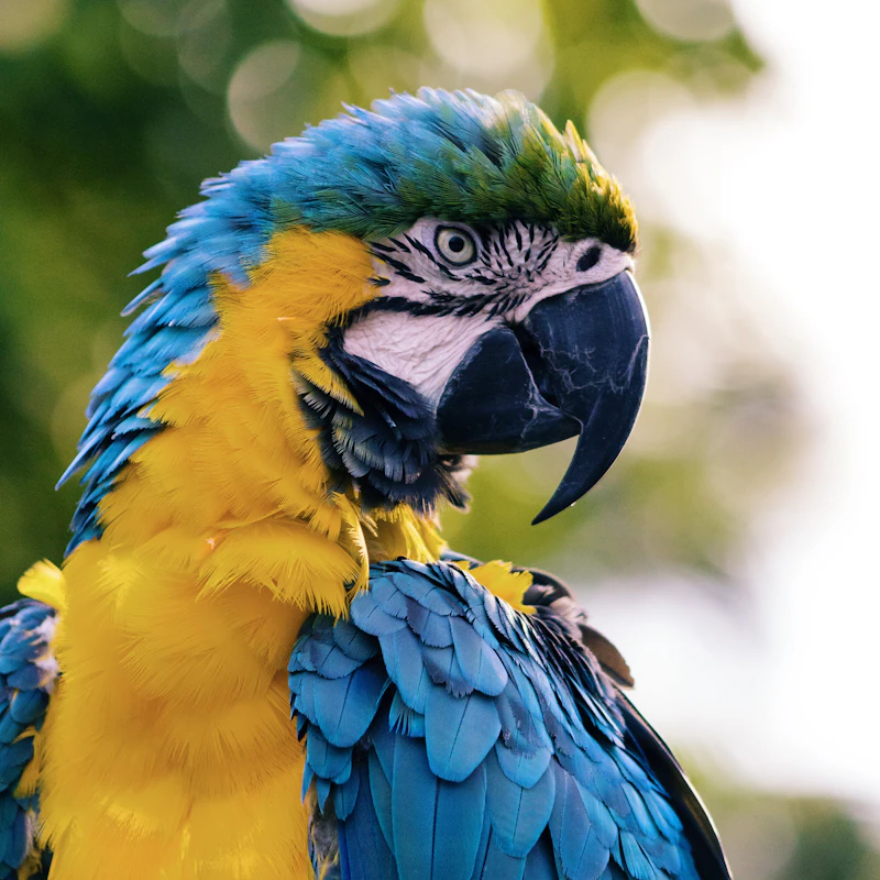 Bird Swing & Perch Kit β Pet Supplies at Mega Sale