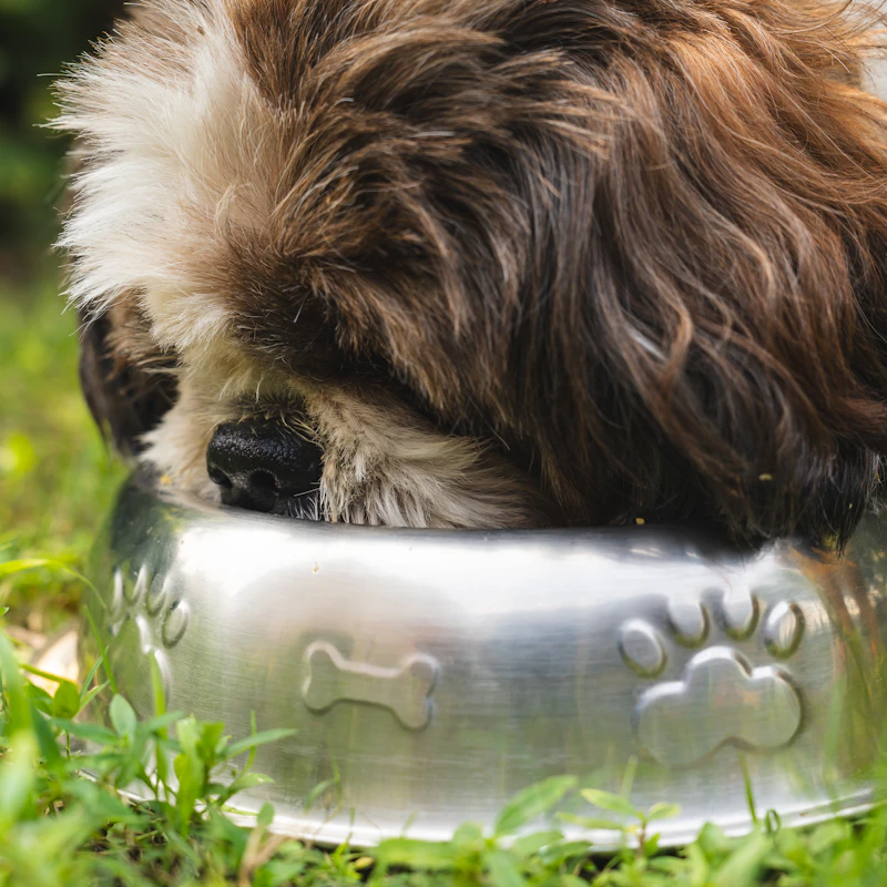 Slow-Feeder Bowl Set β Pet Supplies at Mega Sale
